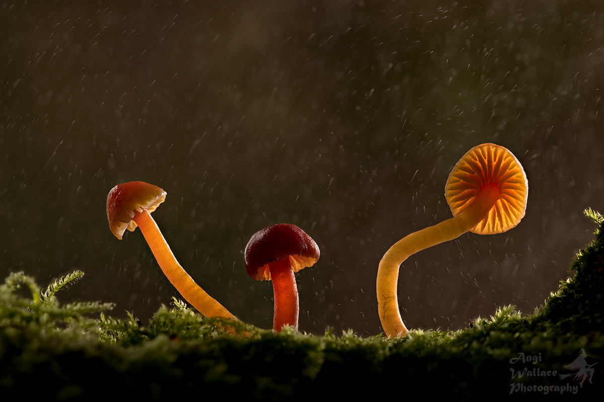 Waxcap trio