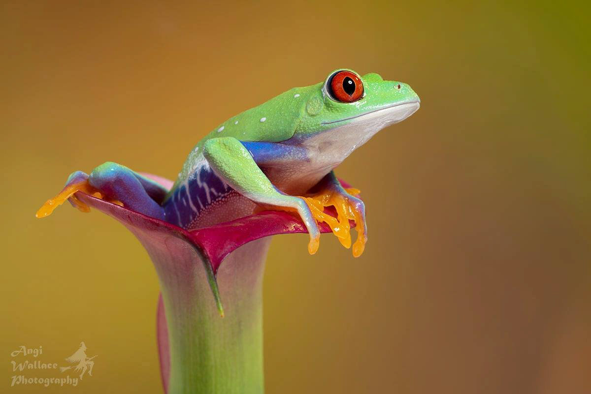 Red eyed tree frog
