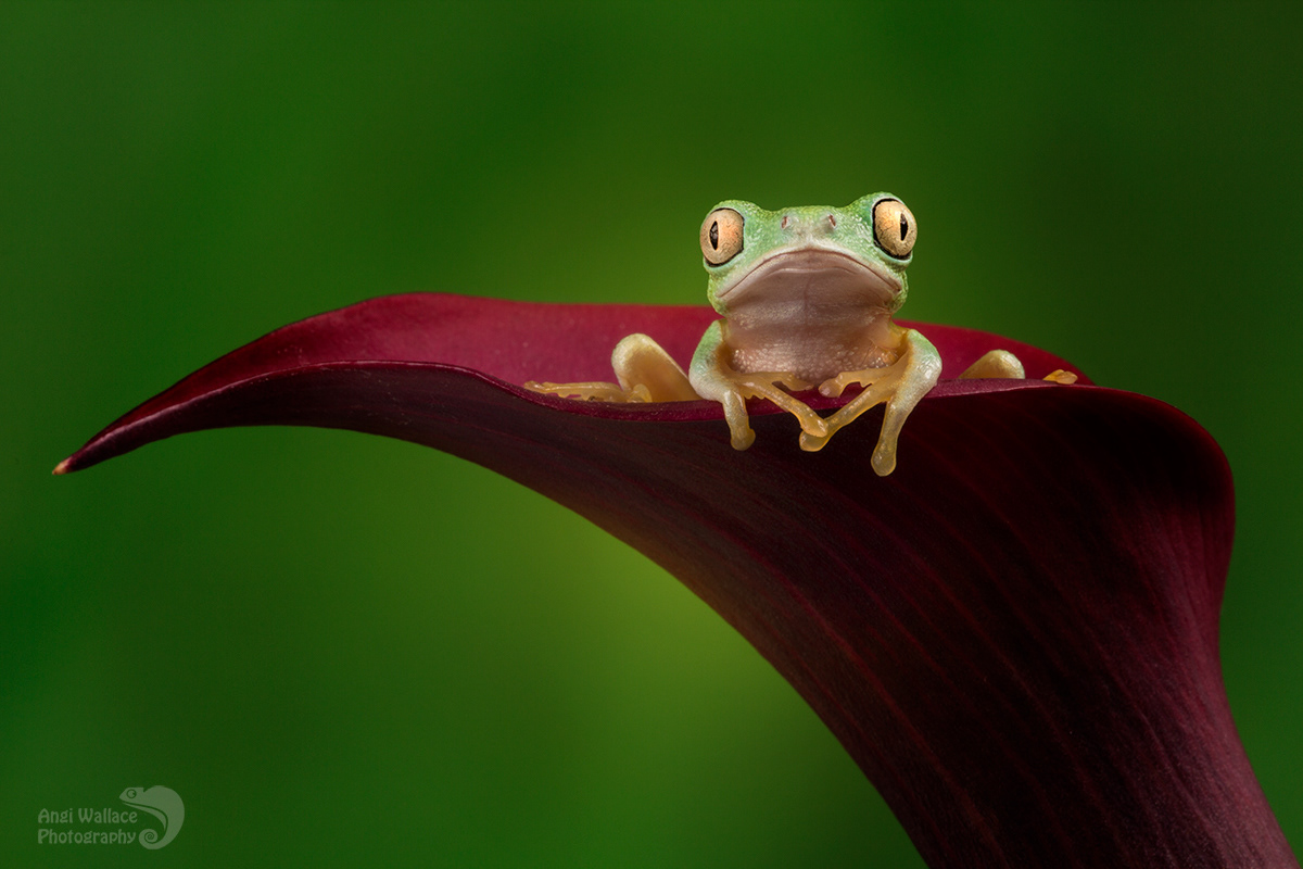 Lemur leaf frog
