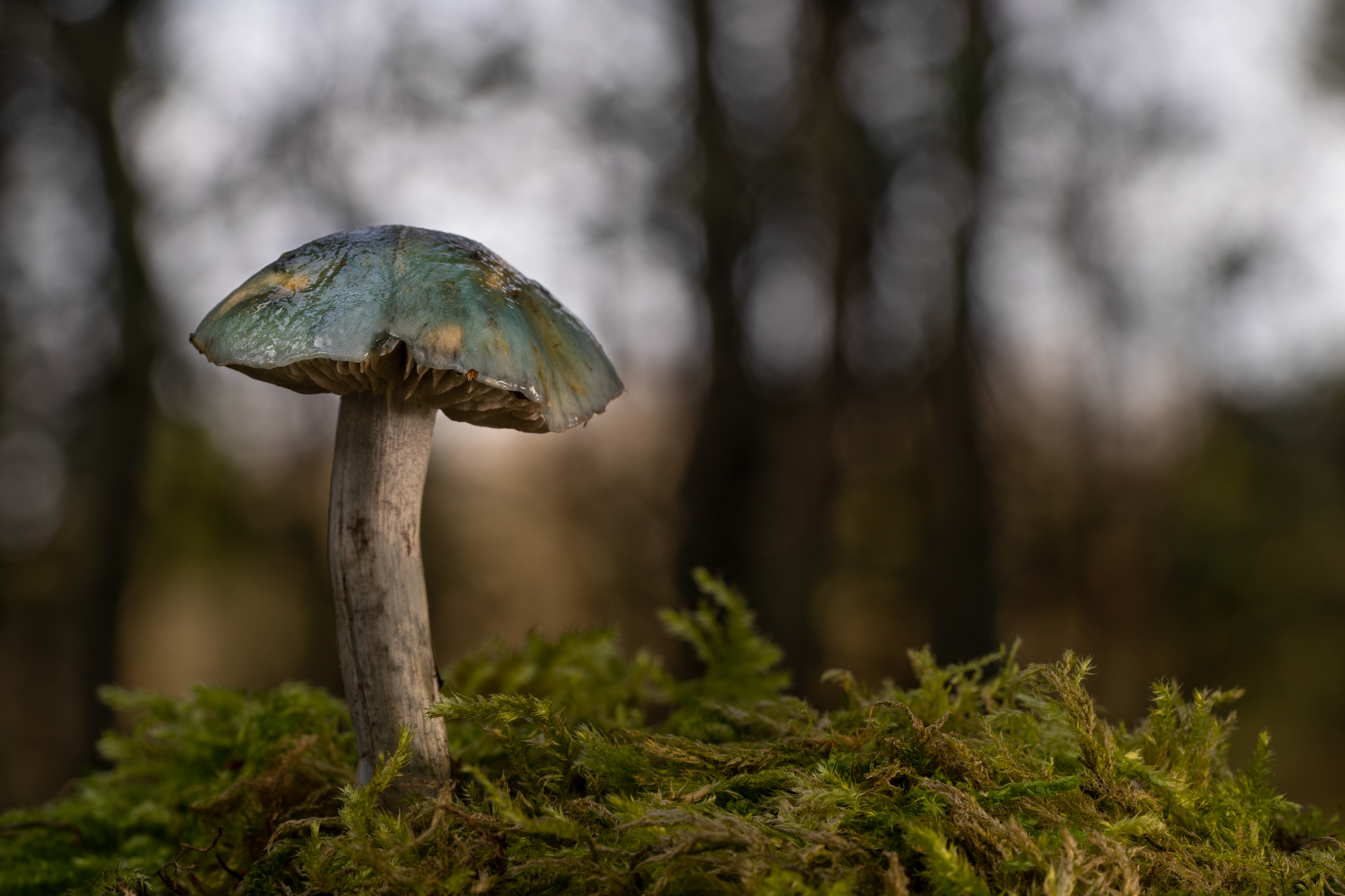Blue roundhead
