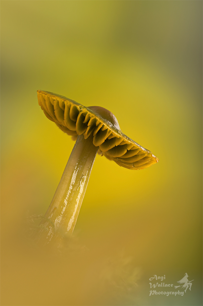 Parrot waxcap