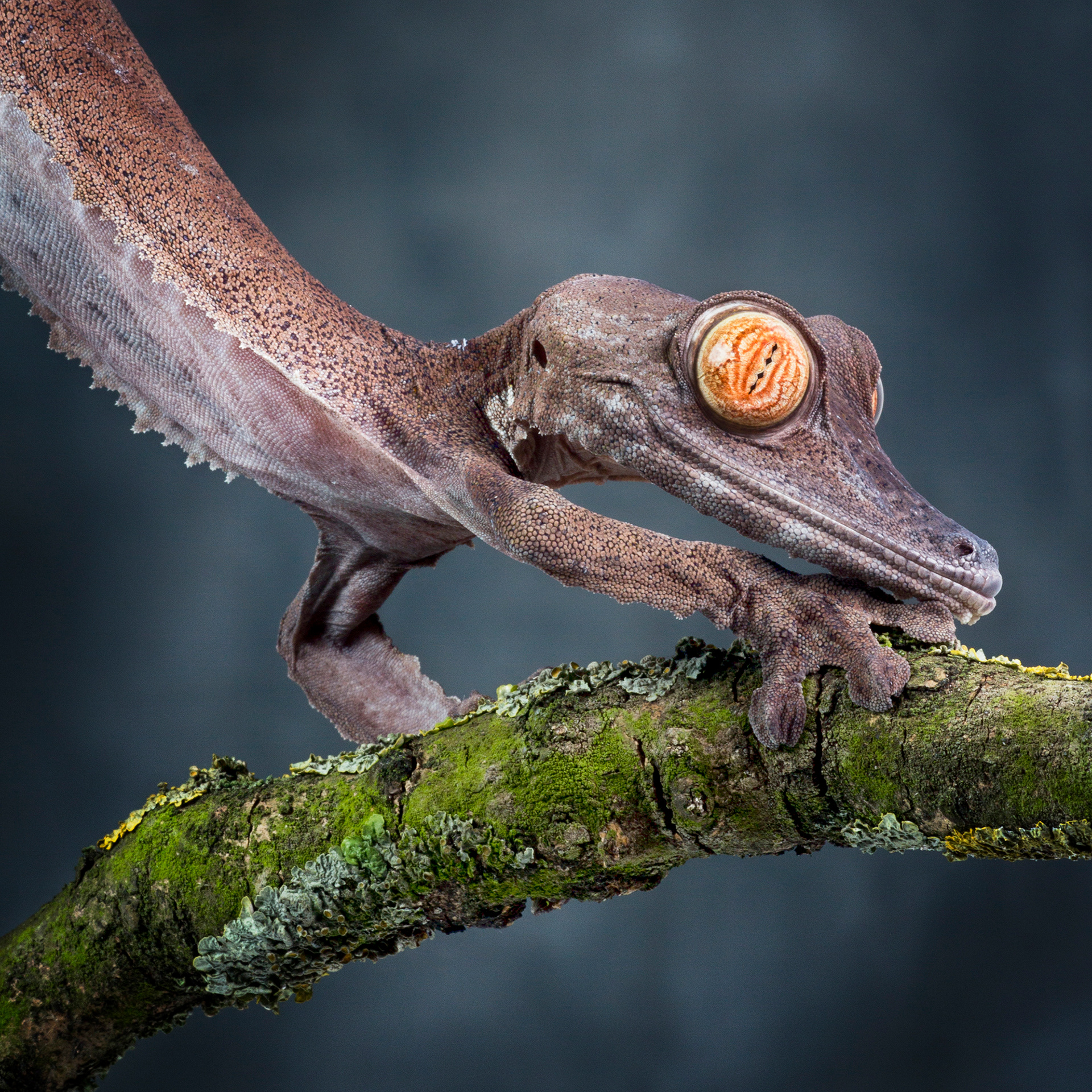 Giant leaf tailed gecko