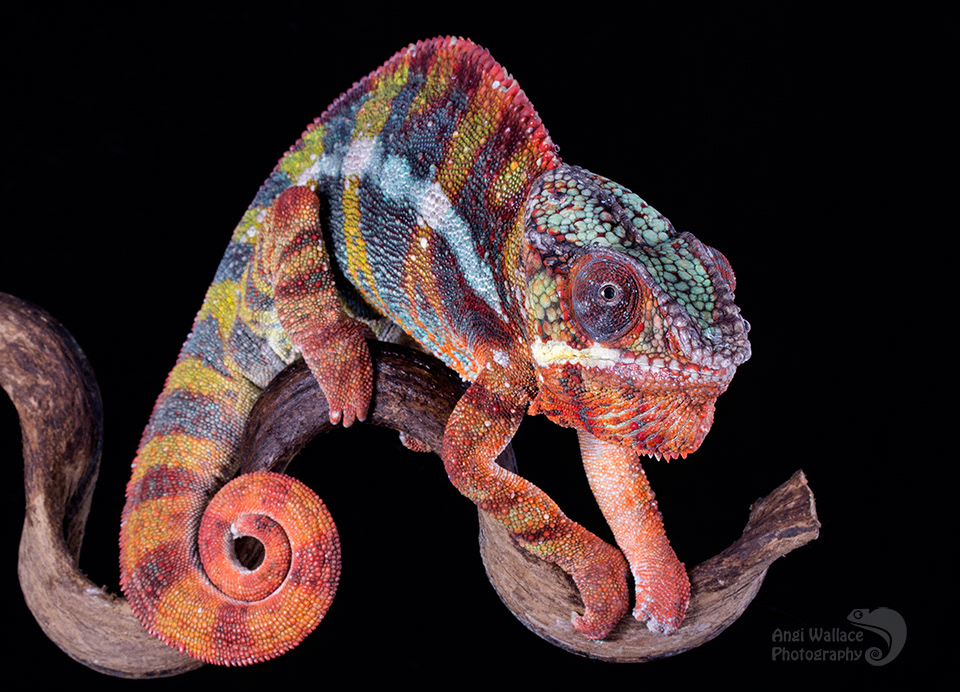 Panther chameleon