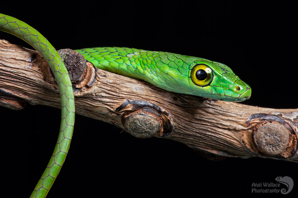 Green tree snake