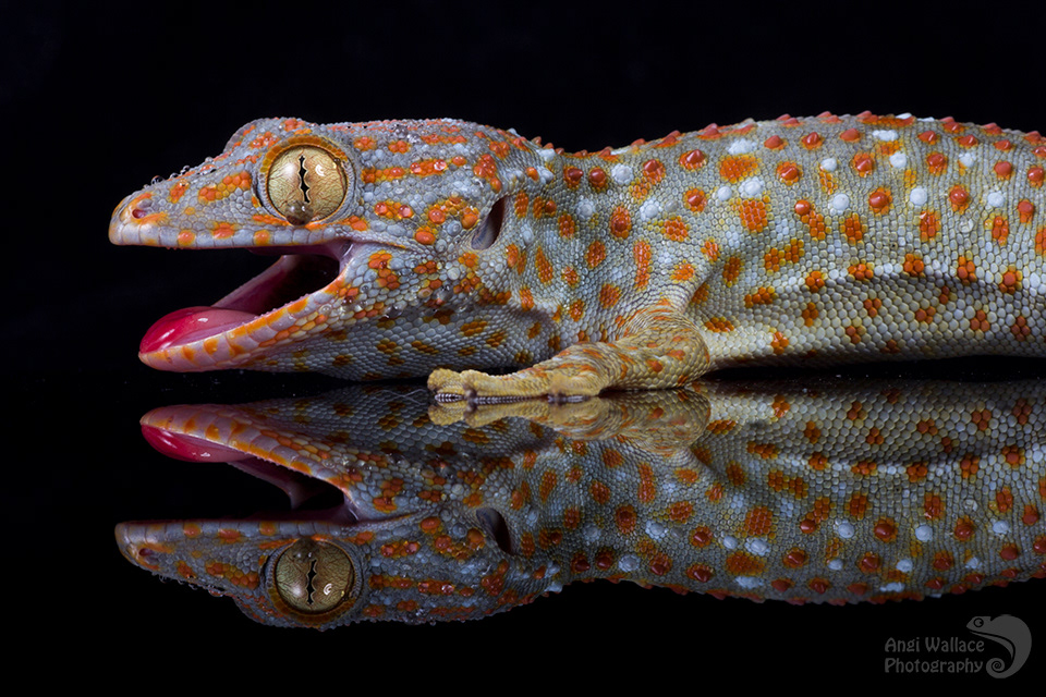 Tokay gecko