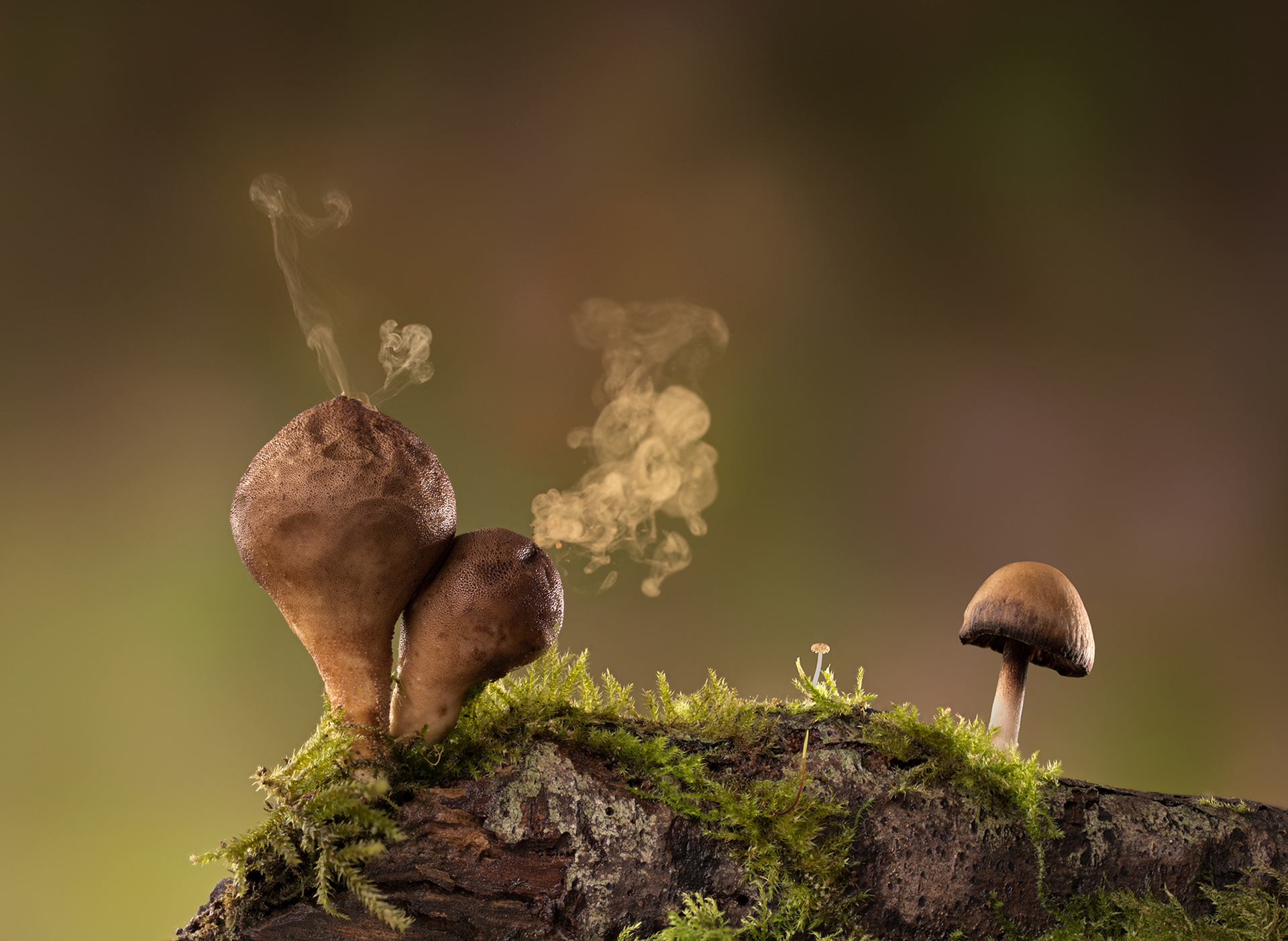 Puffballs
