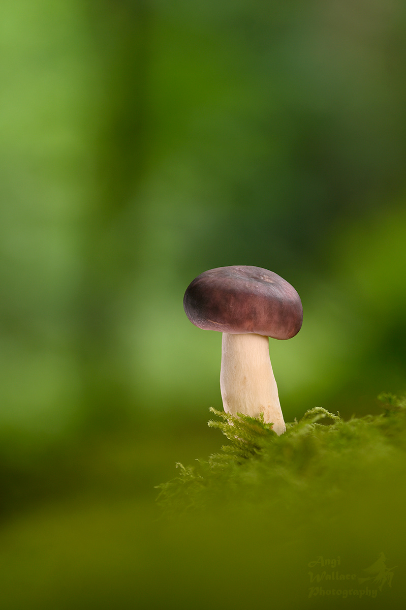 Russula