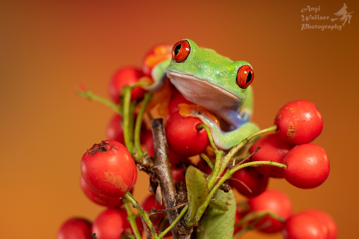 Red eyed tree frog