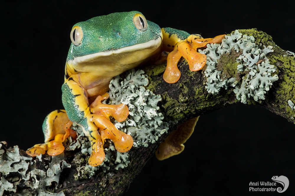 Splendid leaf frog