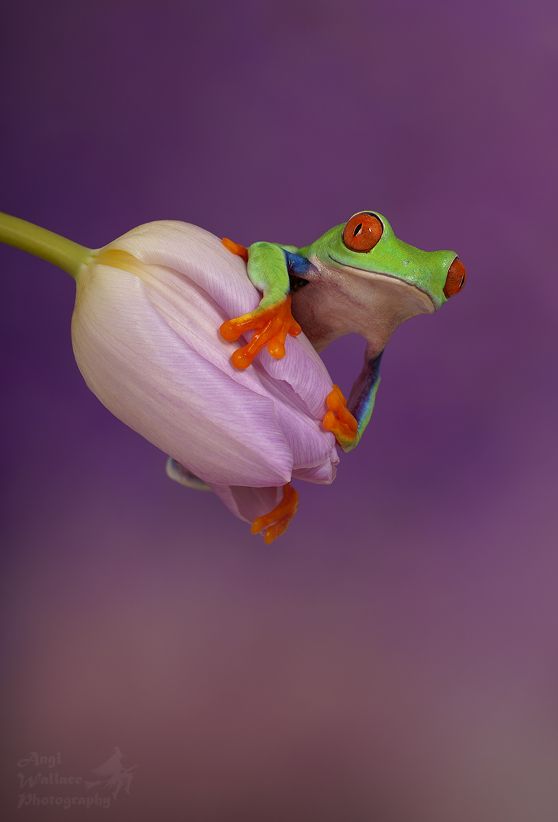 Red eyed tree frog