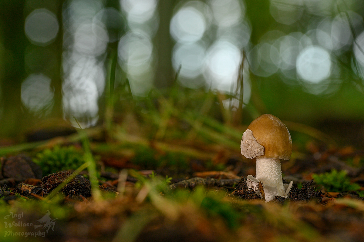 Tawny grisette