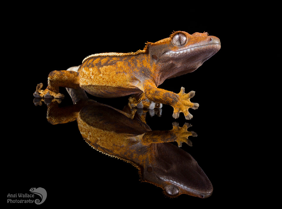 Crested gecko