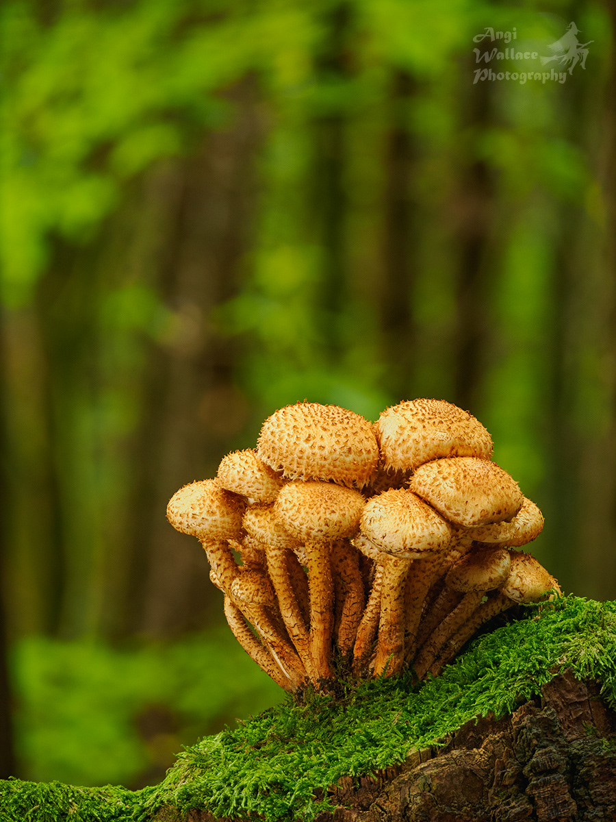 Shaggy Scaly caps