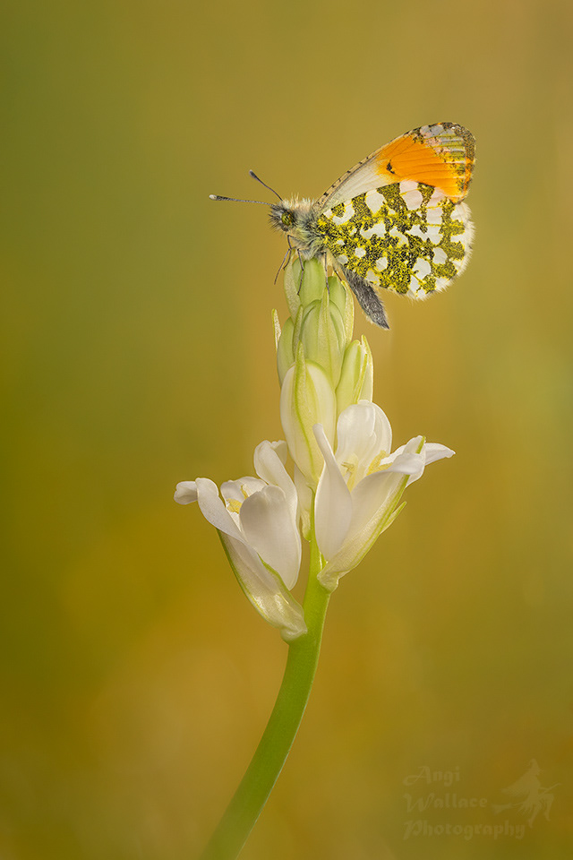 Orange tipped butterfly