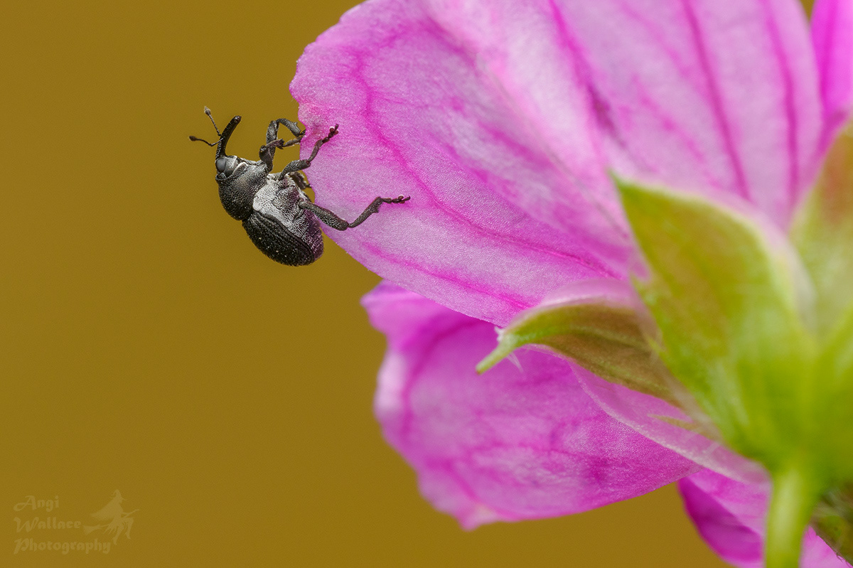 3mm long Geranium weevil