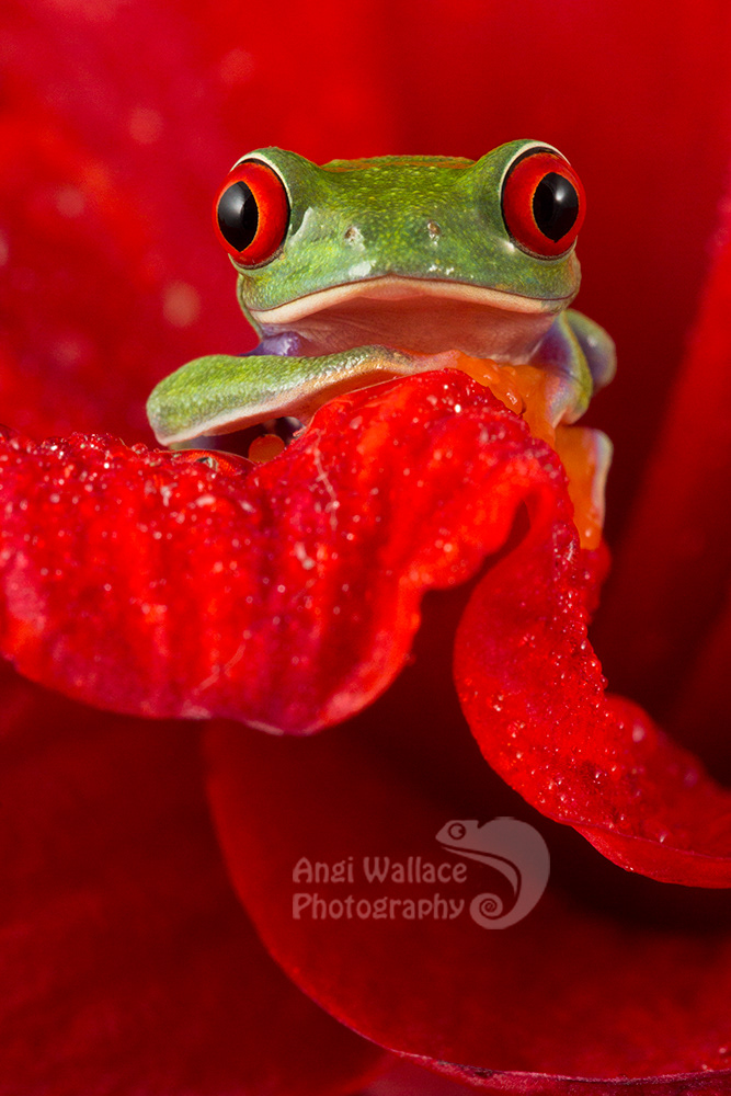 Red eyed tree frog