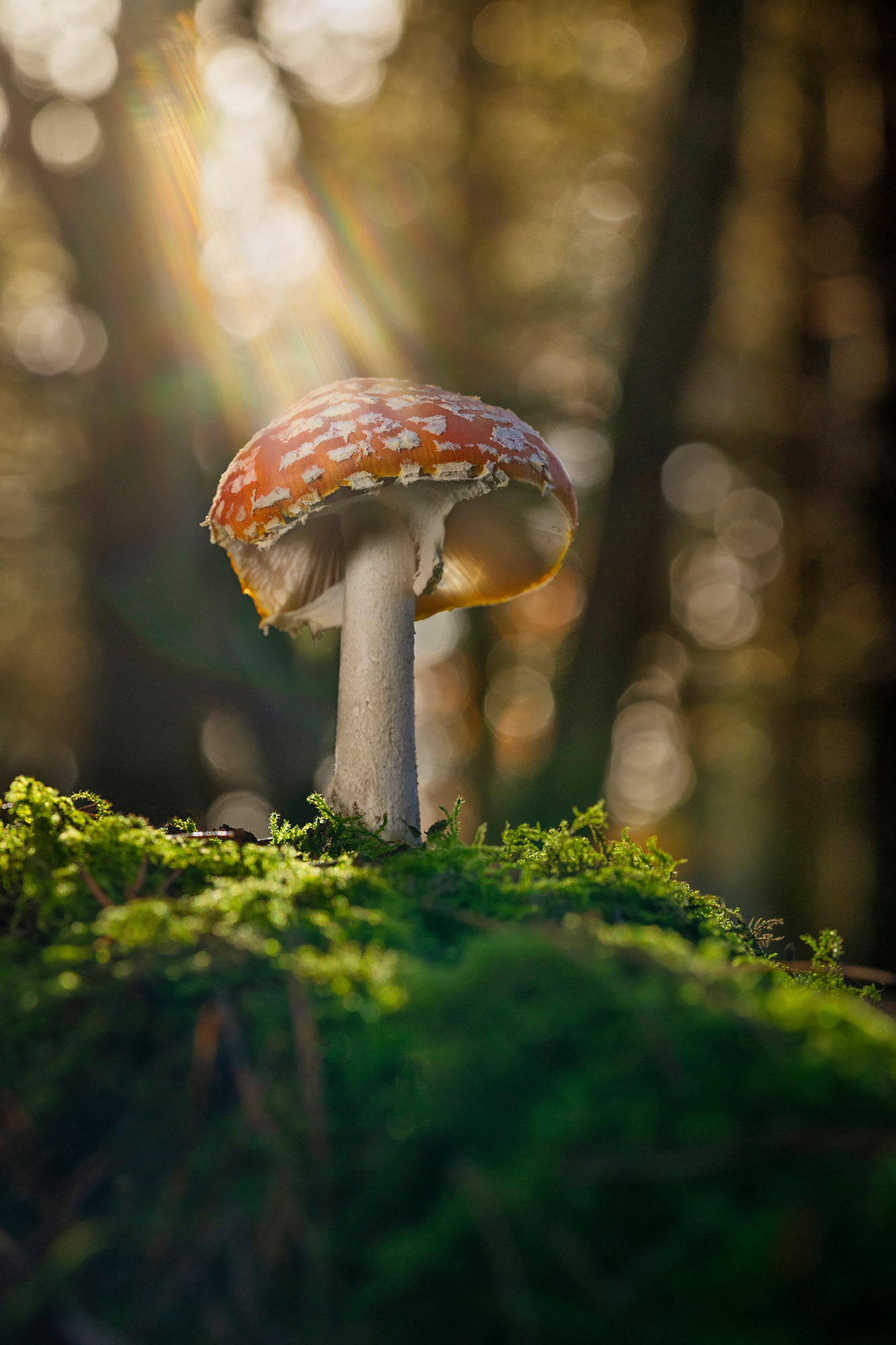 Fly agaric