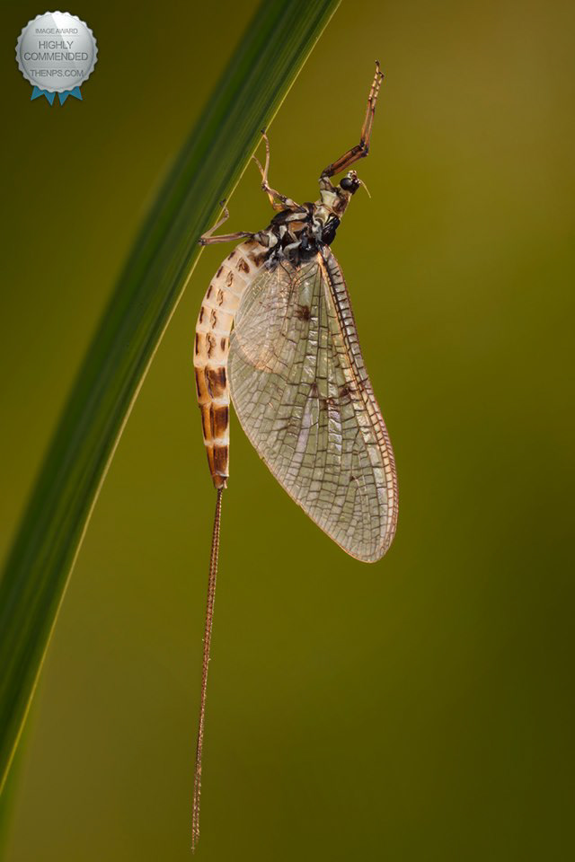 Mayfly