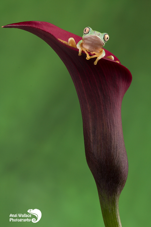 Lemur leaf frog
