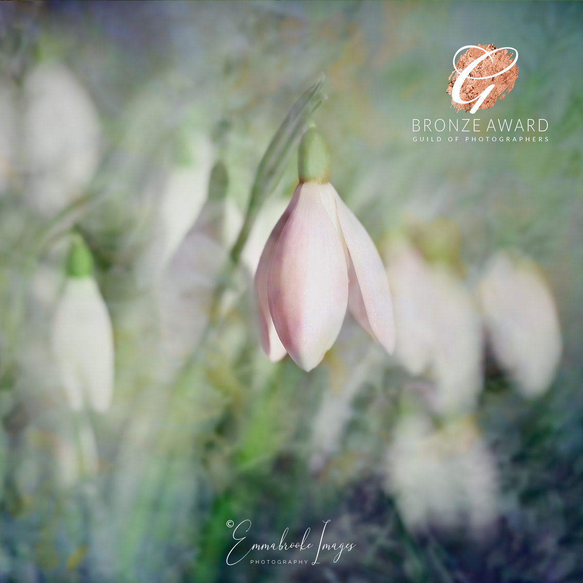 Flower Photography