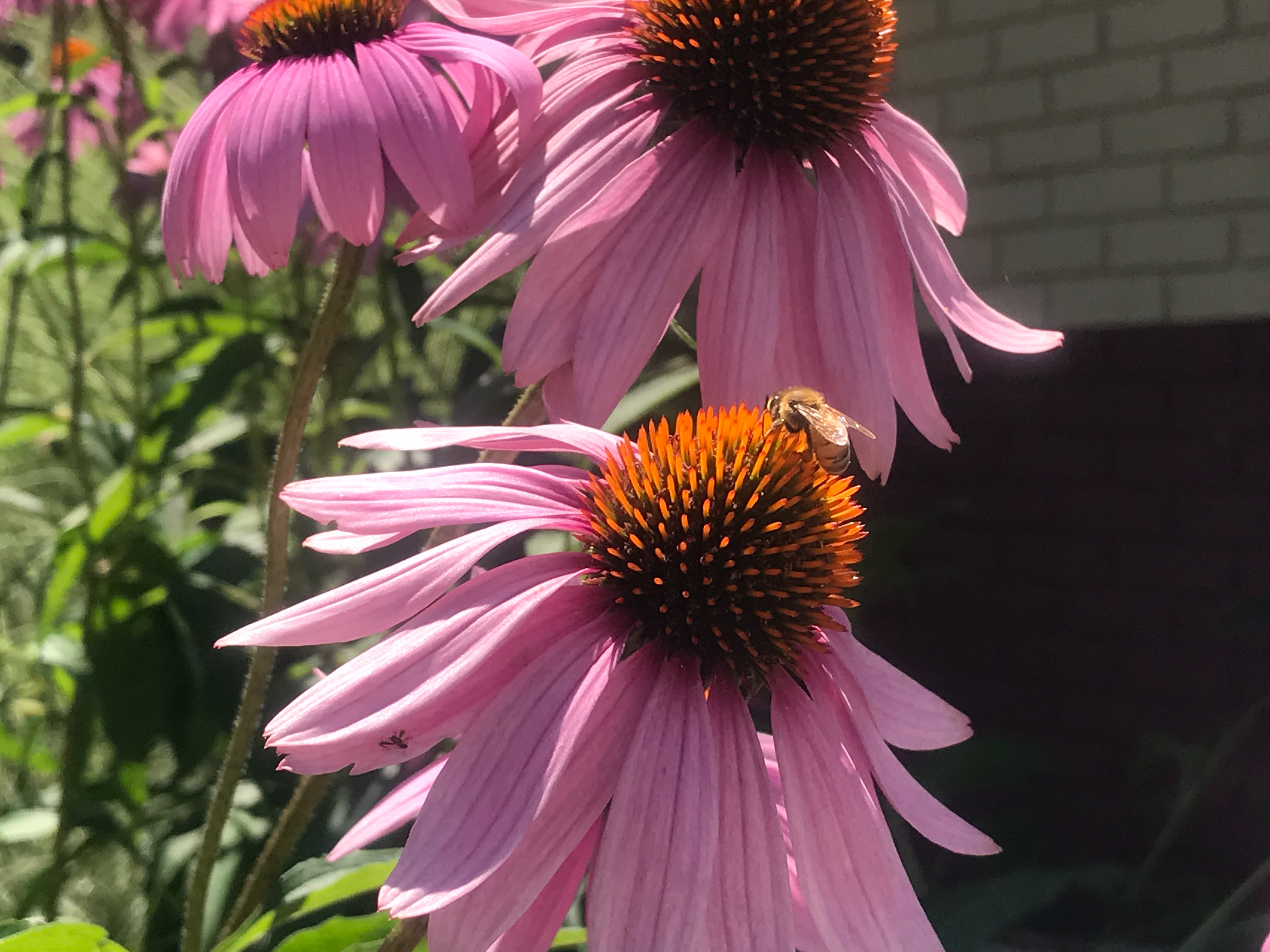 Did you know bees love Echinacea?