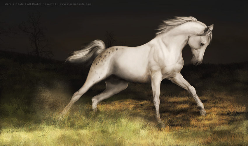 Arabian Horse - Painting study
