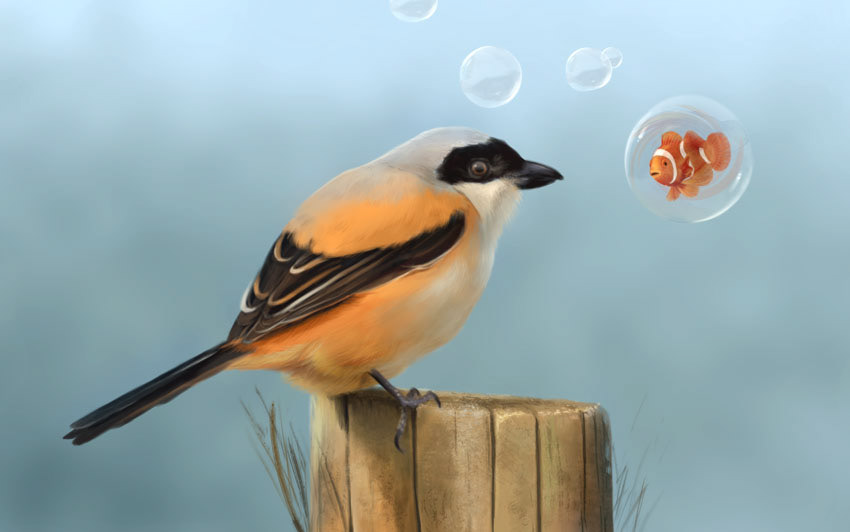 Tailed Shrike - Photoshop Painting