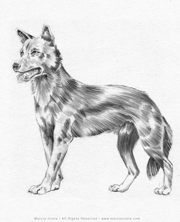 Dog - Pencil drawing