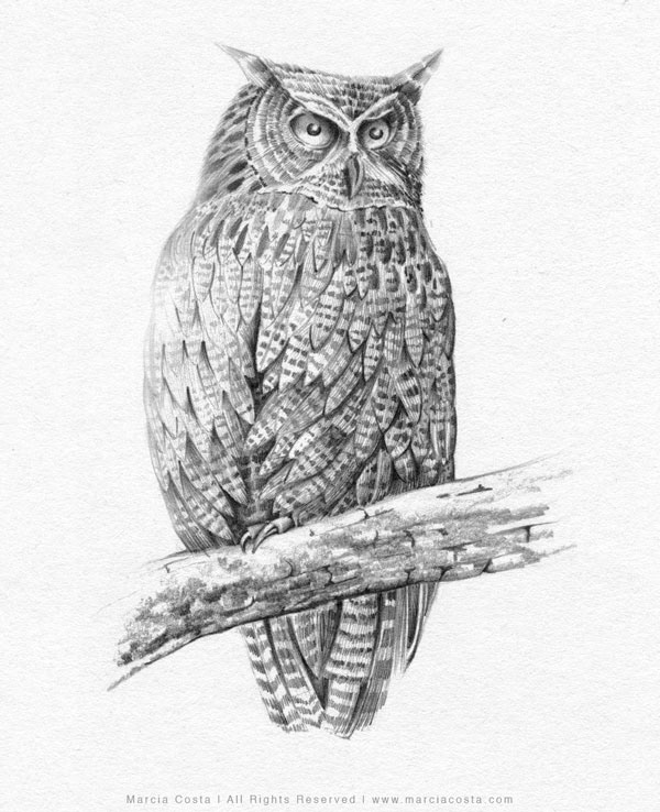 Owl - Pencil drawing