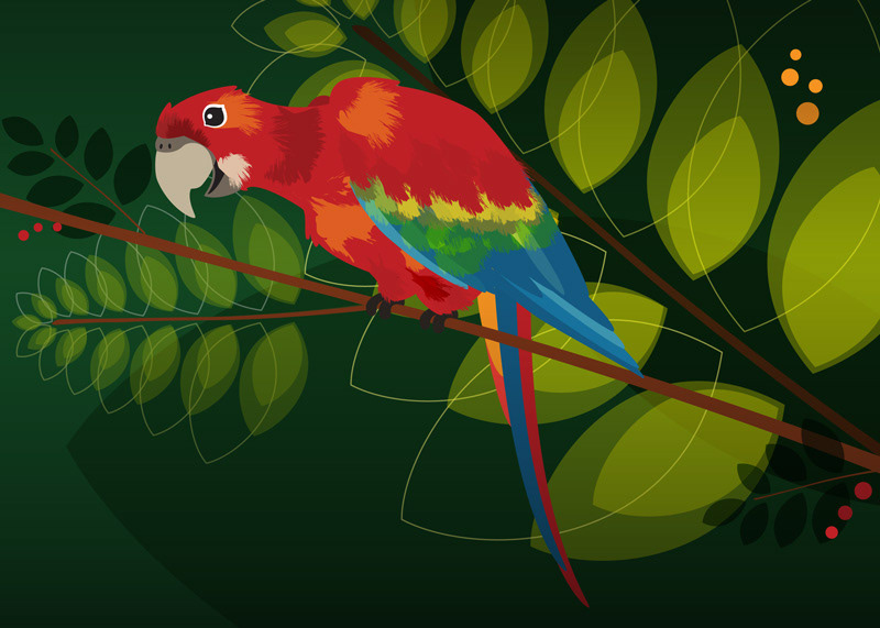 Red Macaw - Illustrator drawing