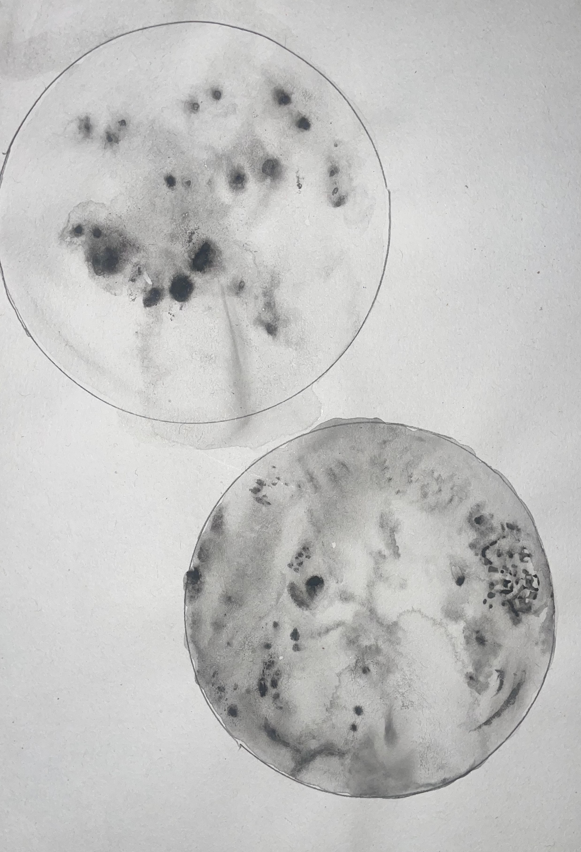 'Mold agar plate'