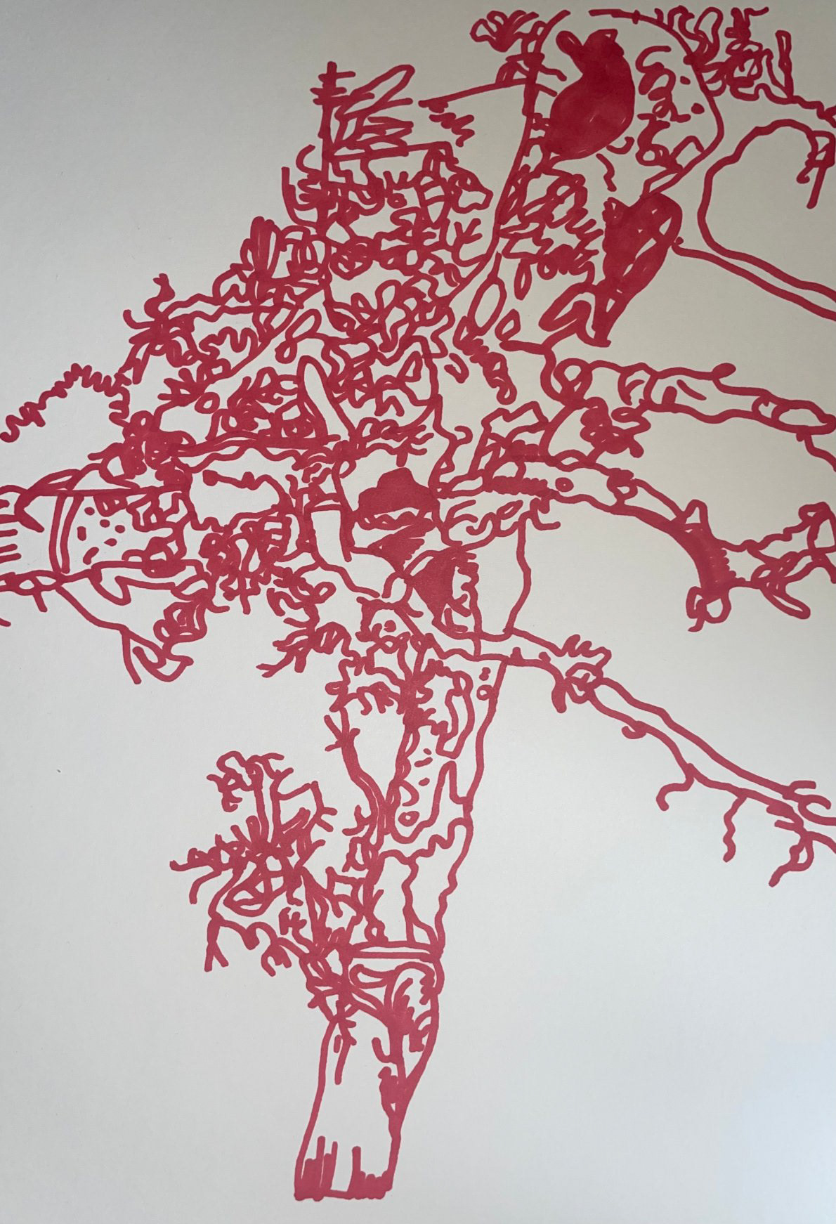 'Bamboo root line drawing'