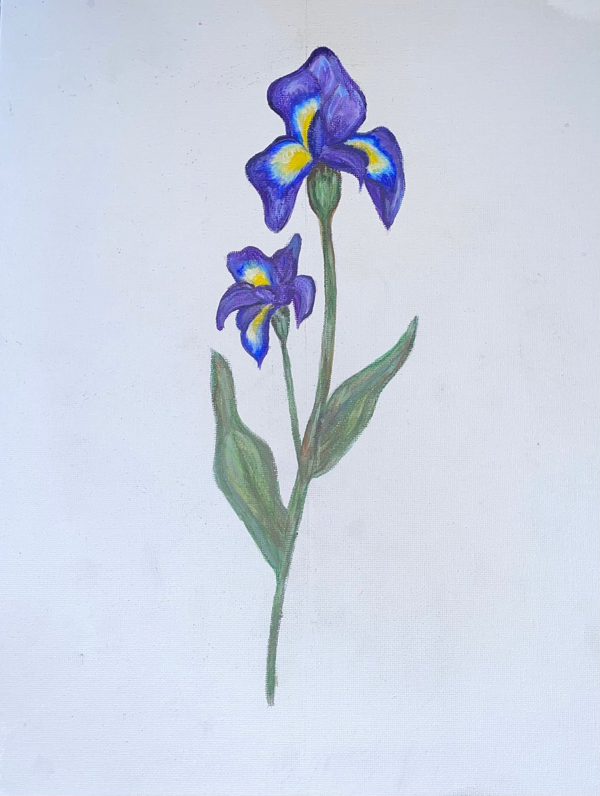 'Iris'