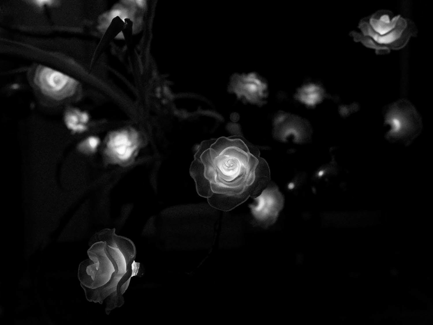 Les roses lumière, 2023