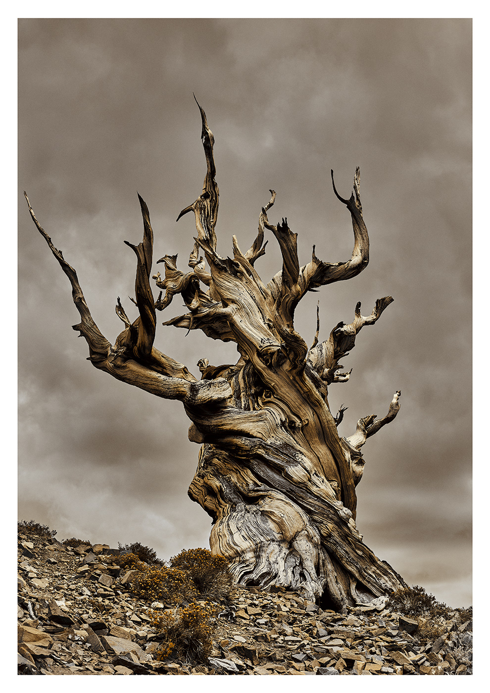 Time Written in Grain