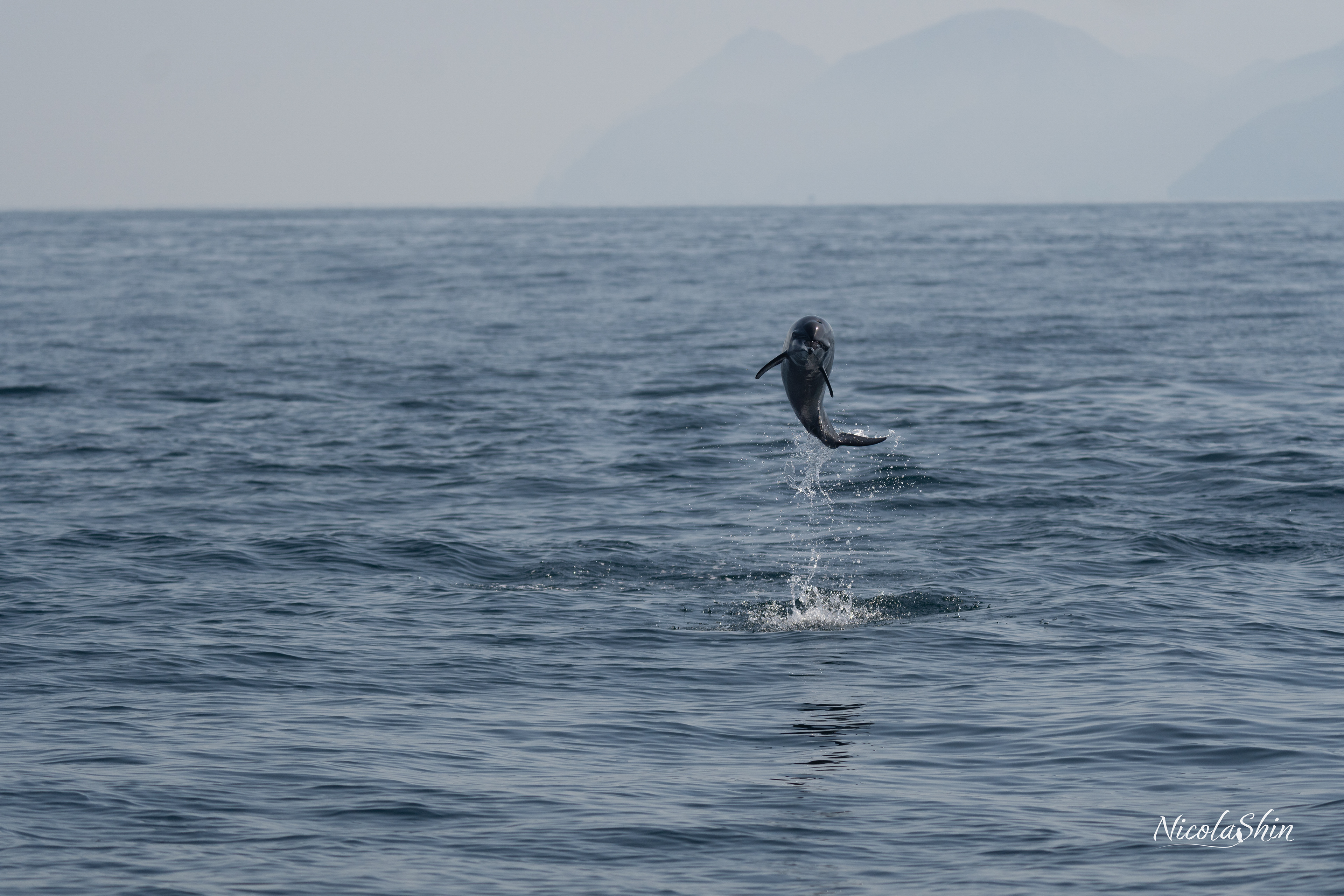 Spinner dolphin