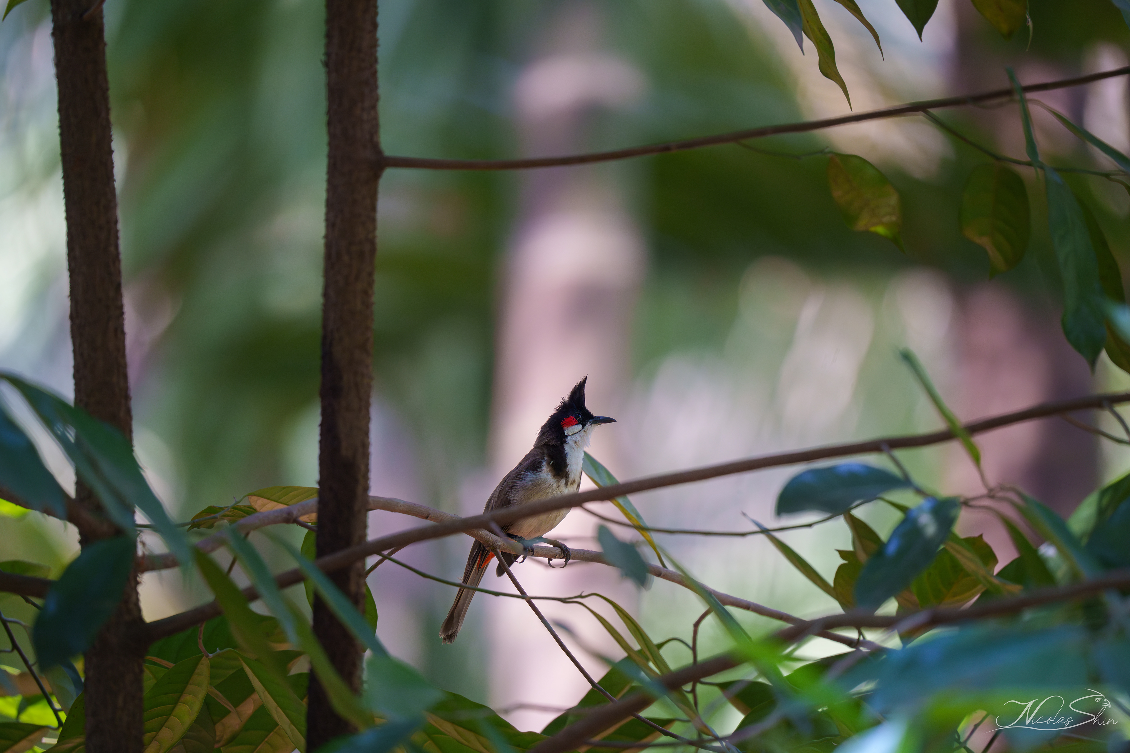 red whiskered bulbul