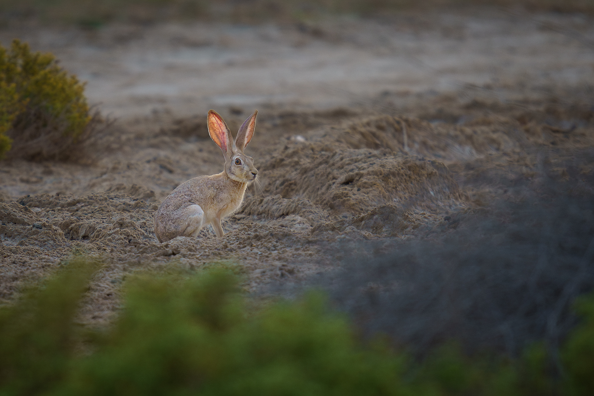 Ears of Fire