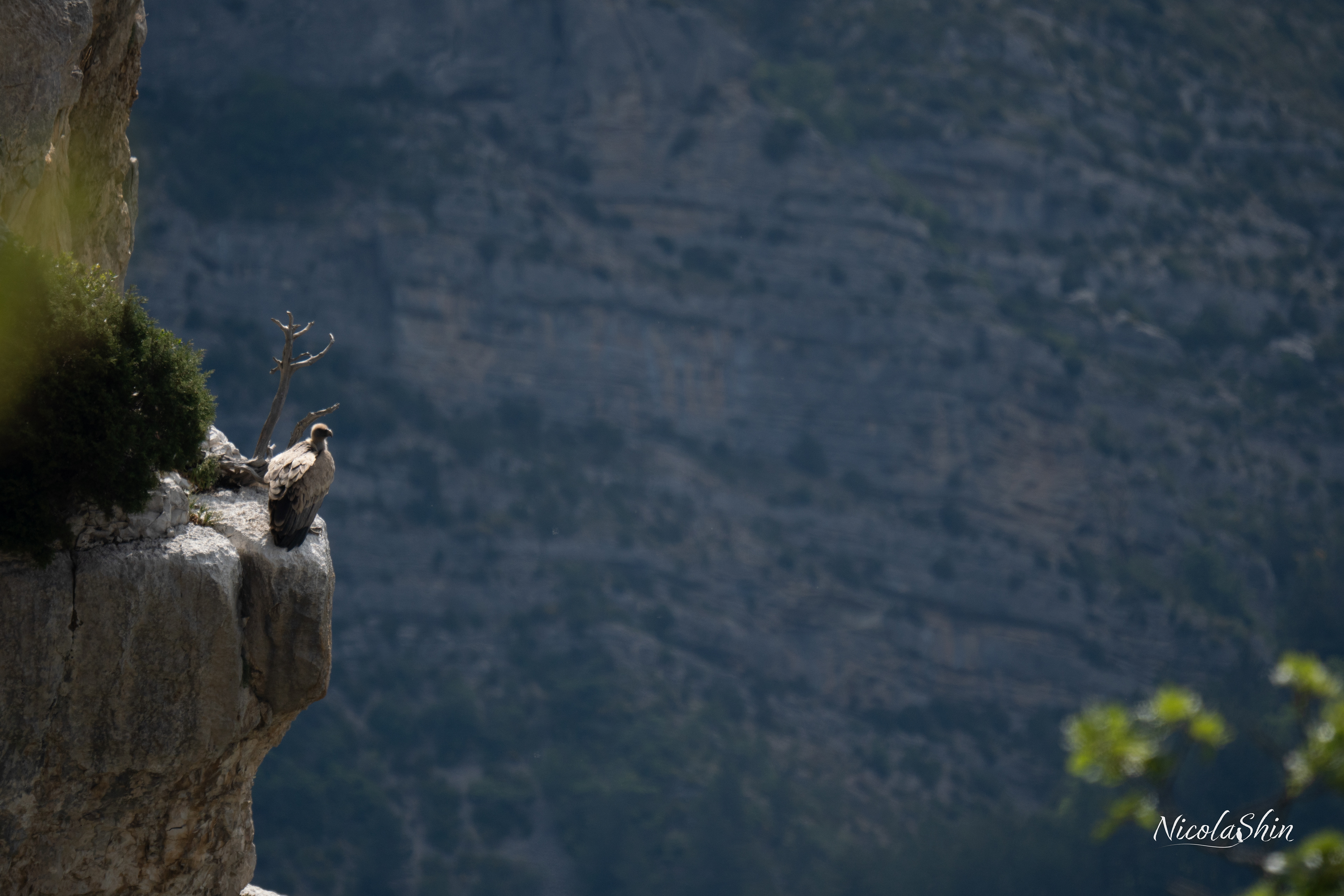 Griffon Vulture on the cliff