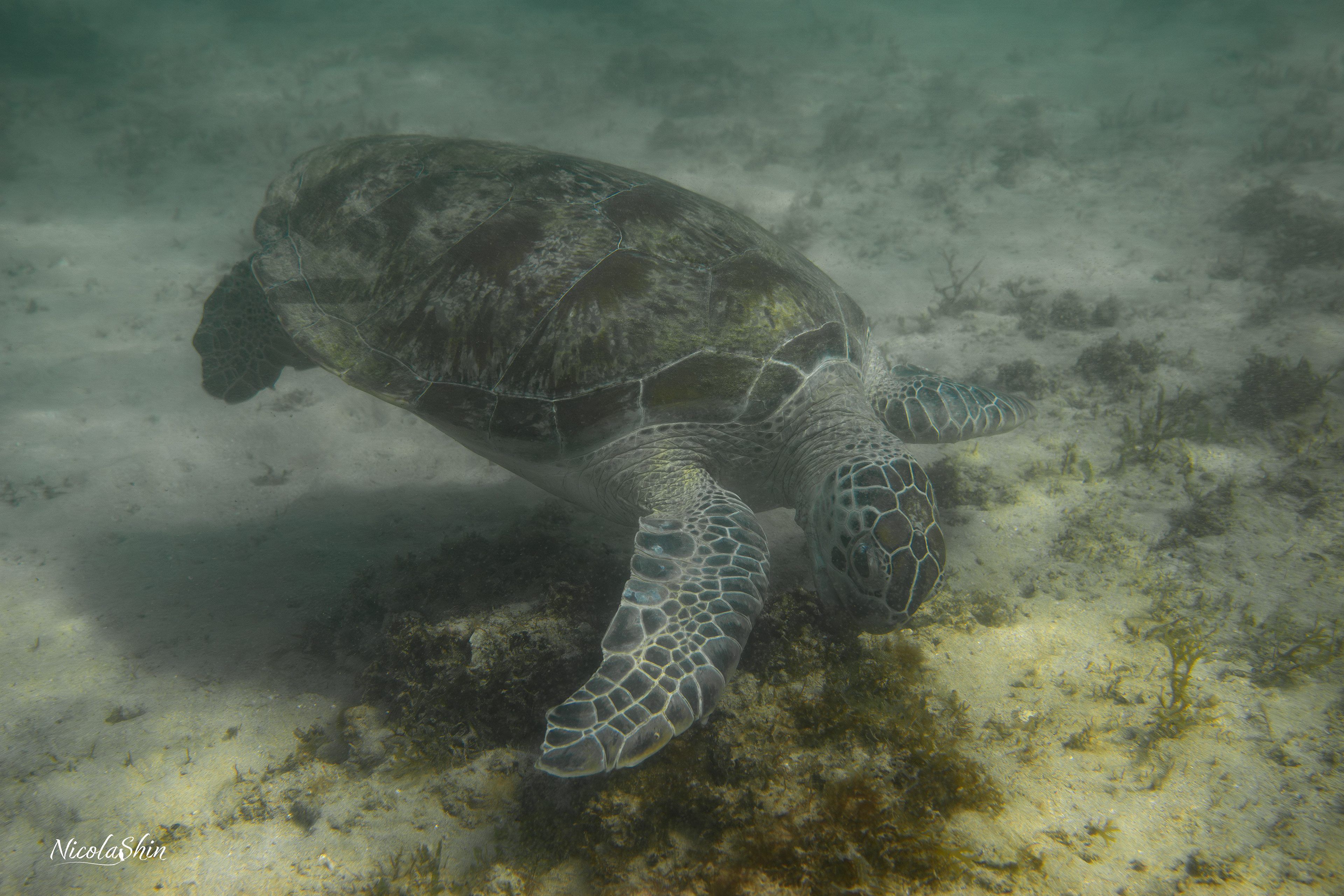 Green turtle
