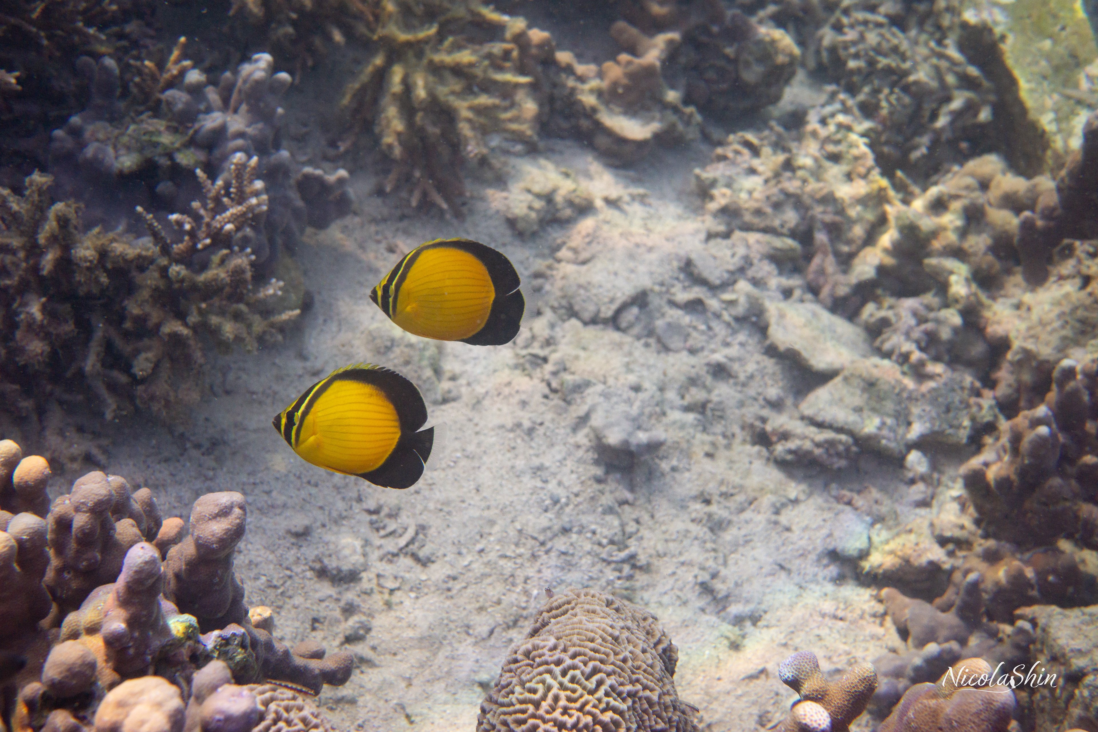 Butterflyfish