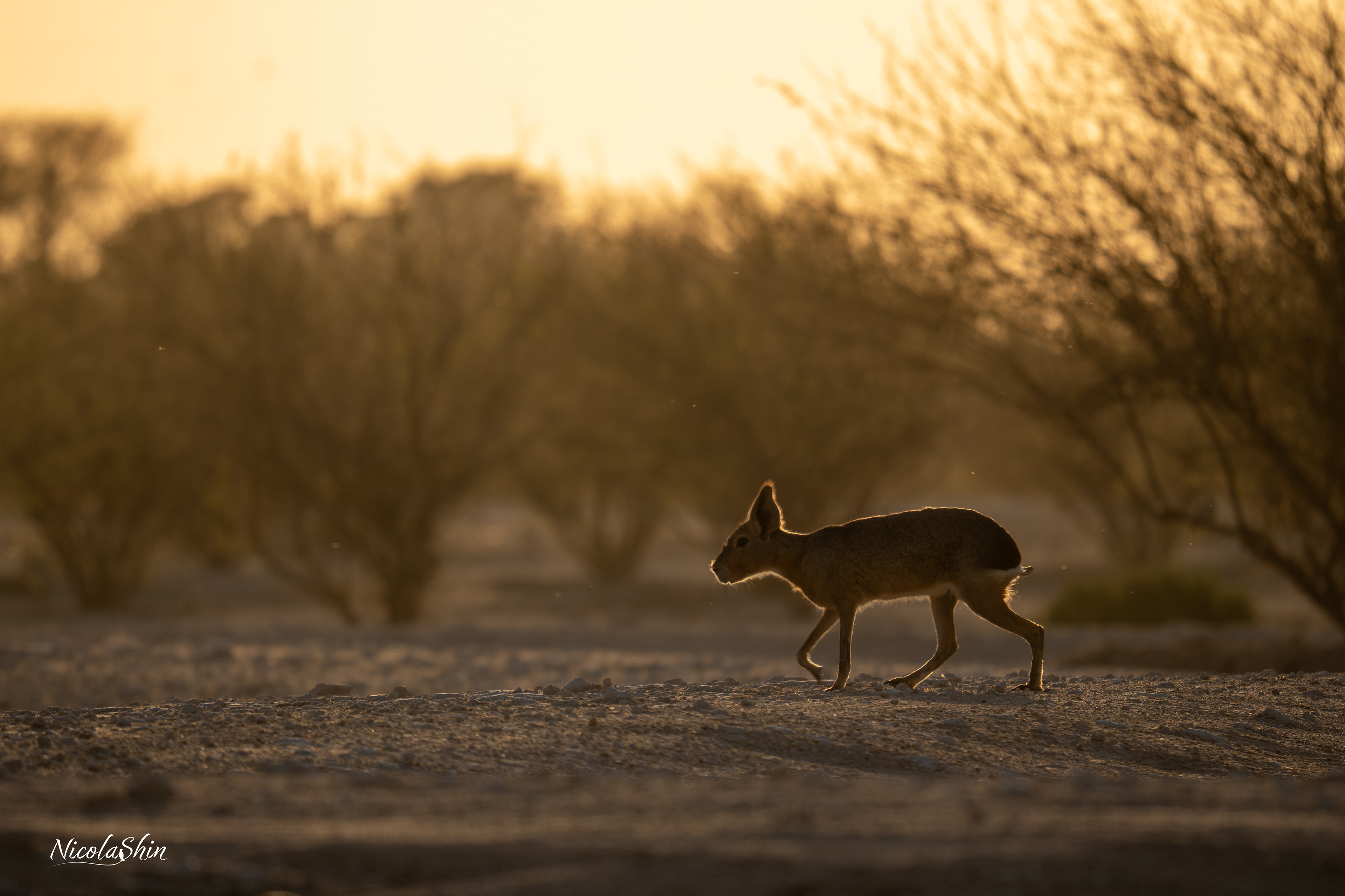 Patagonian Mara