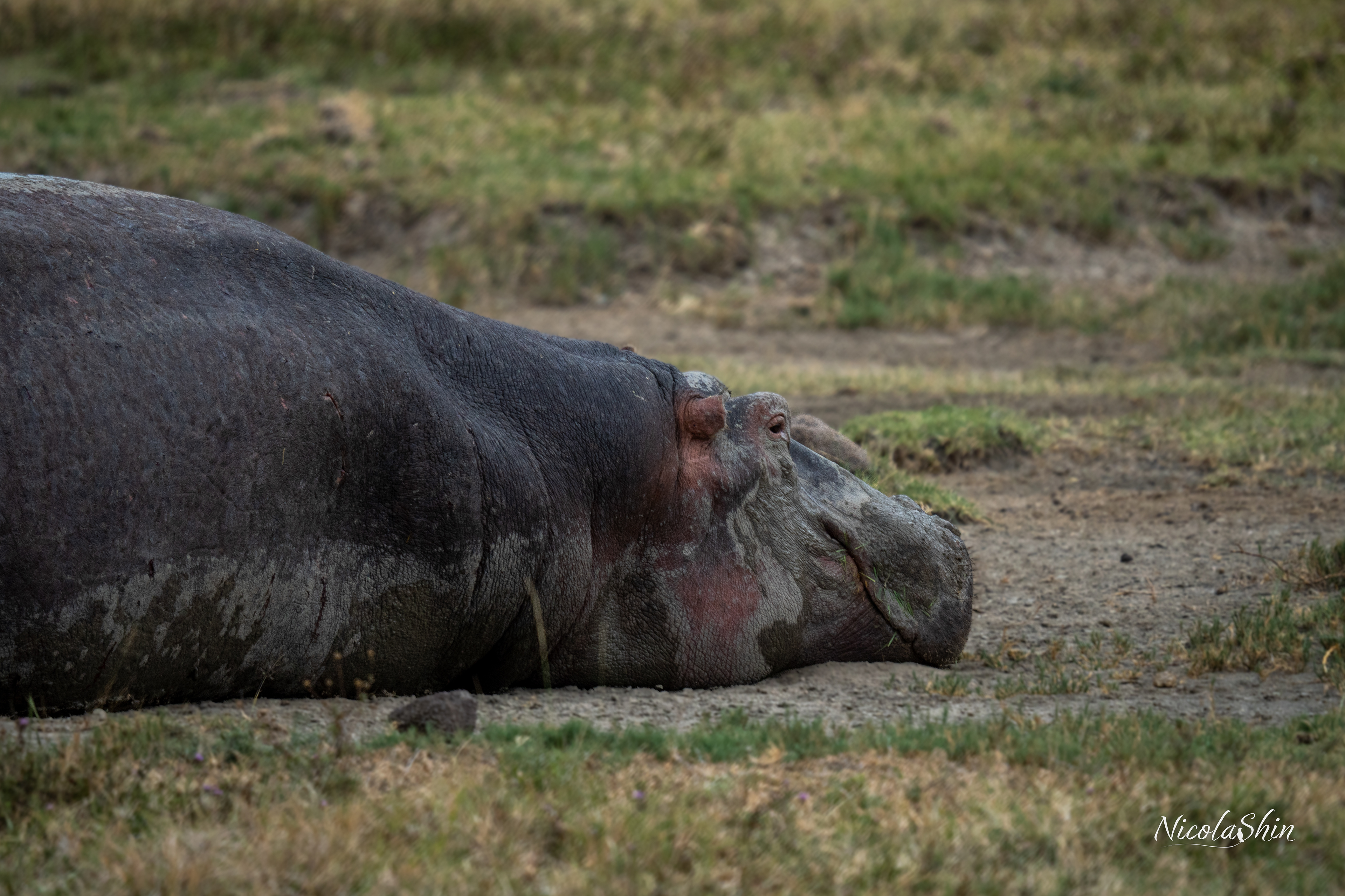 Dying Hippo