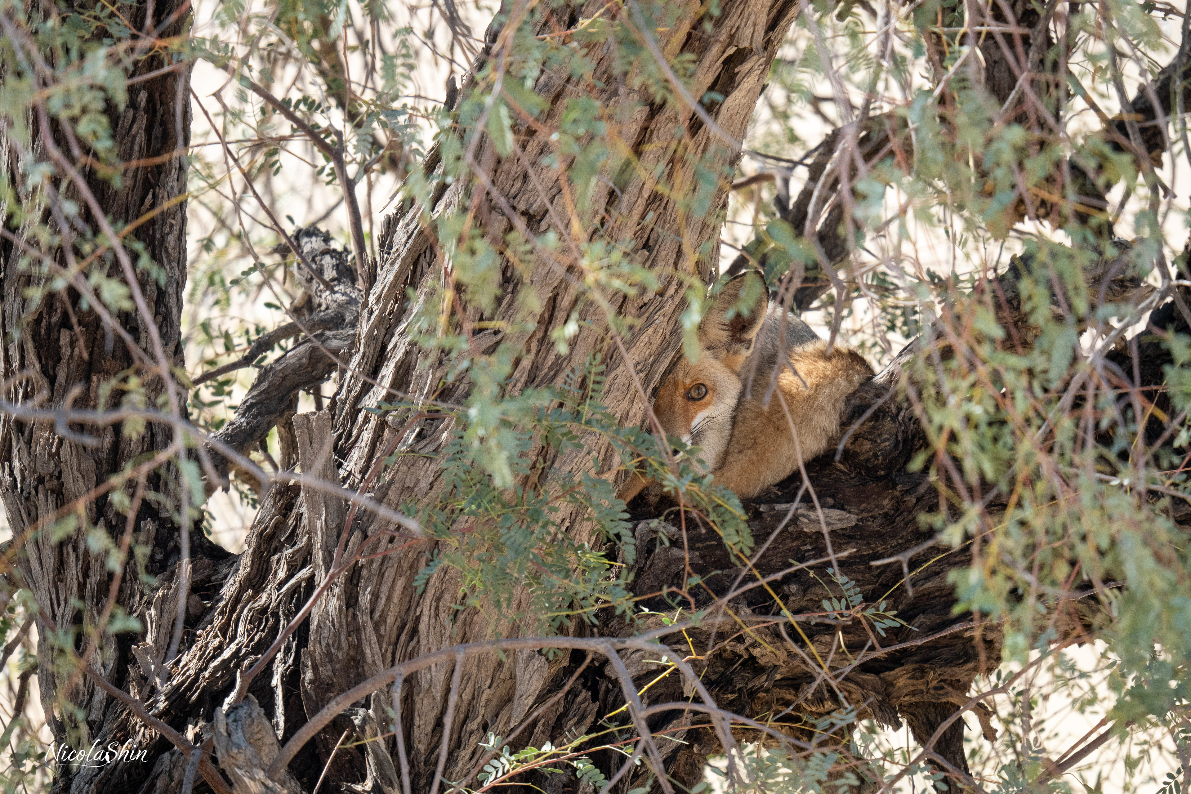 Arabian red Fox
