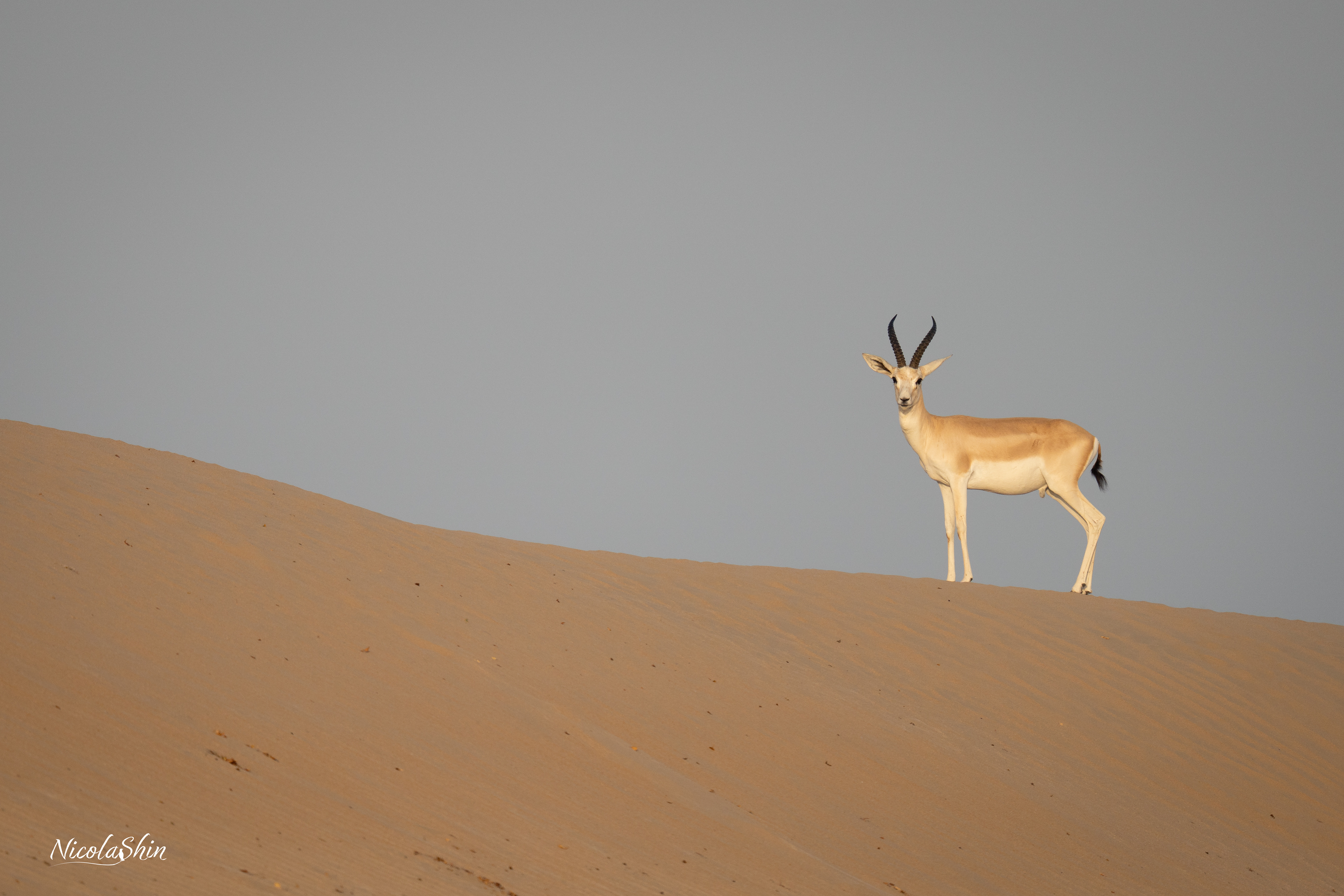 Sand Gazelle