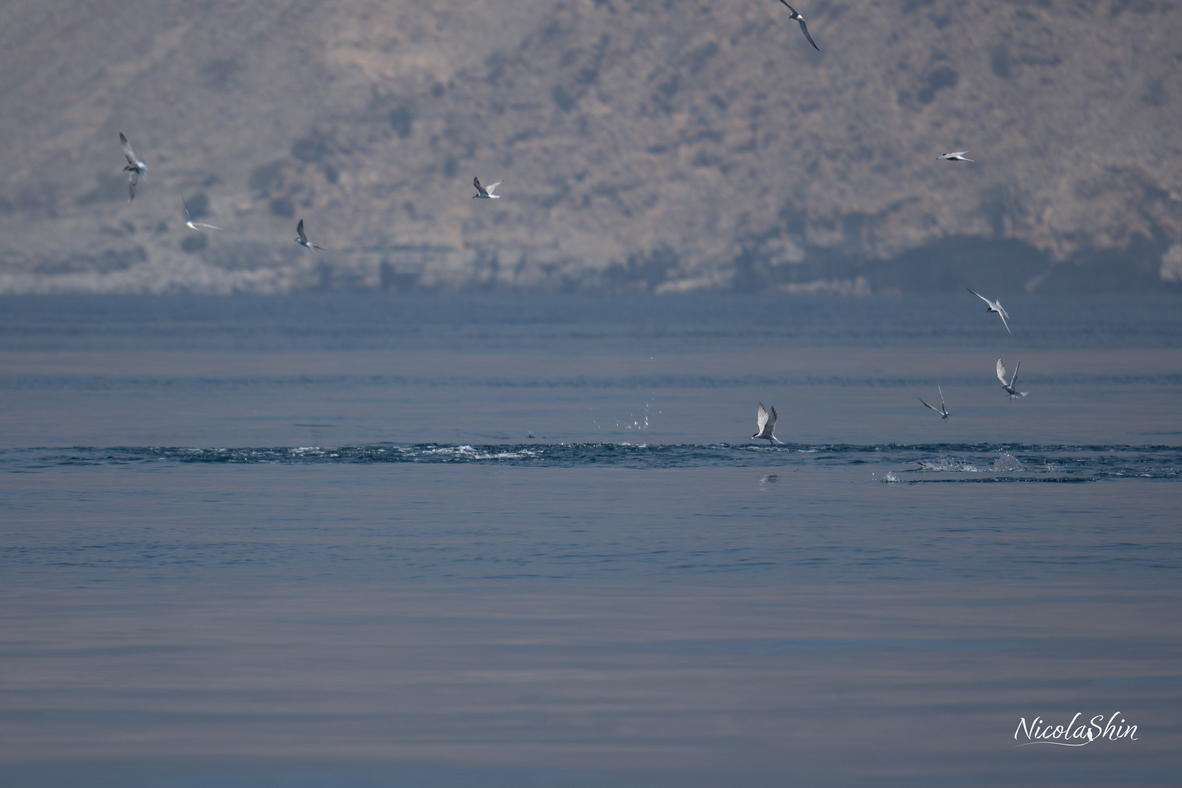 Commensal relationship - Tunas and terns