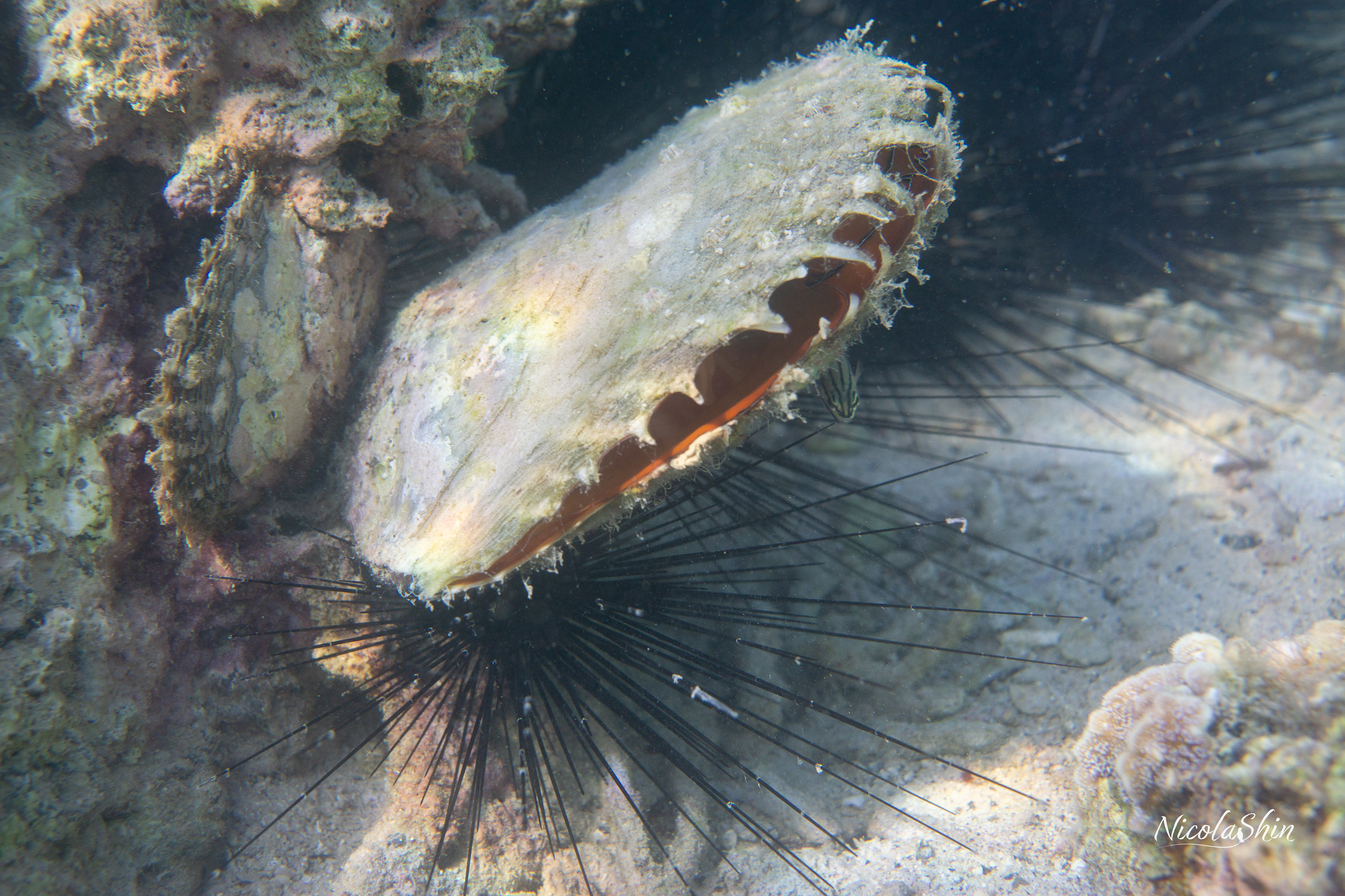 black-lip pearl shell