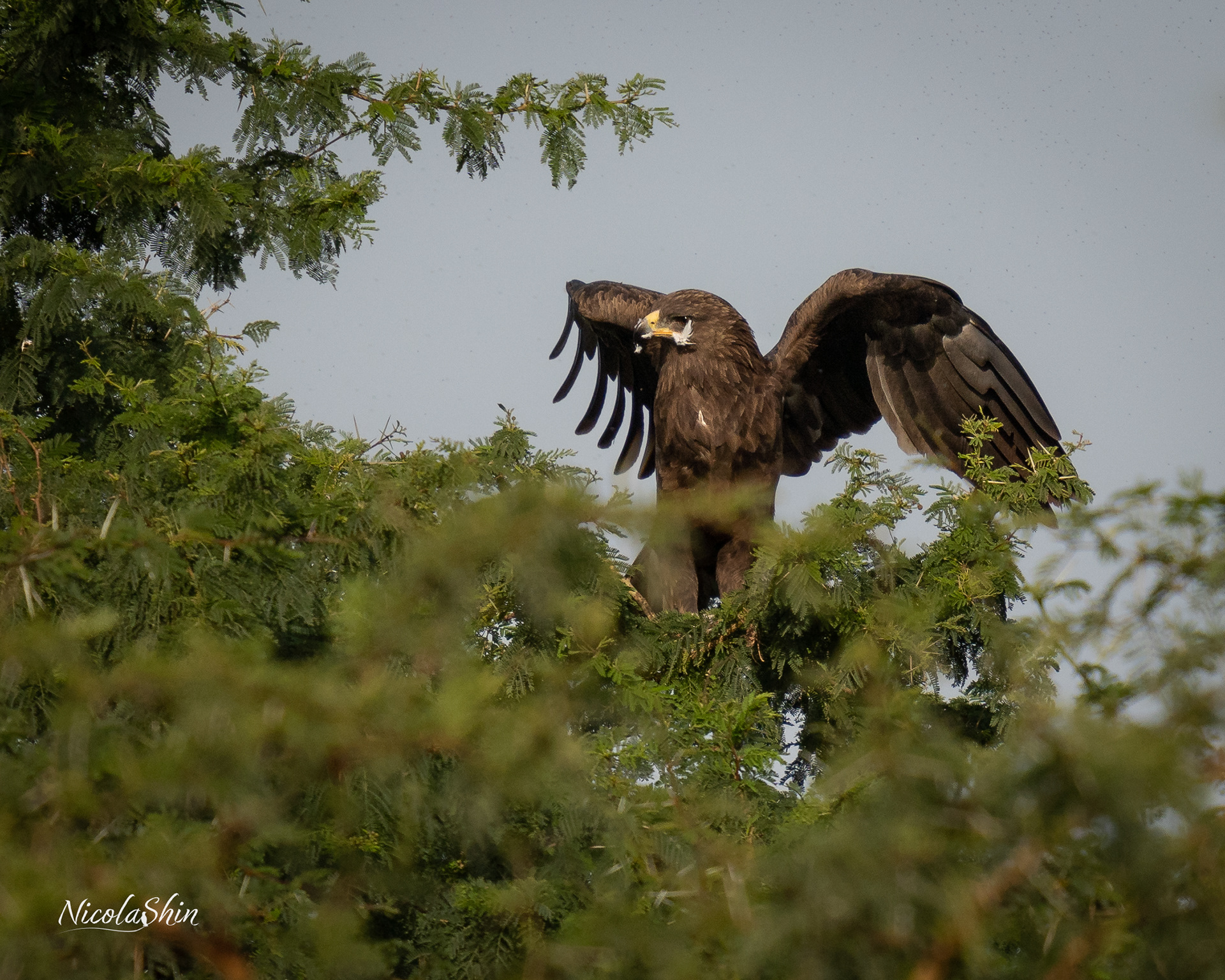 Great spotted eagle