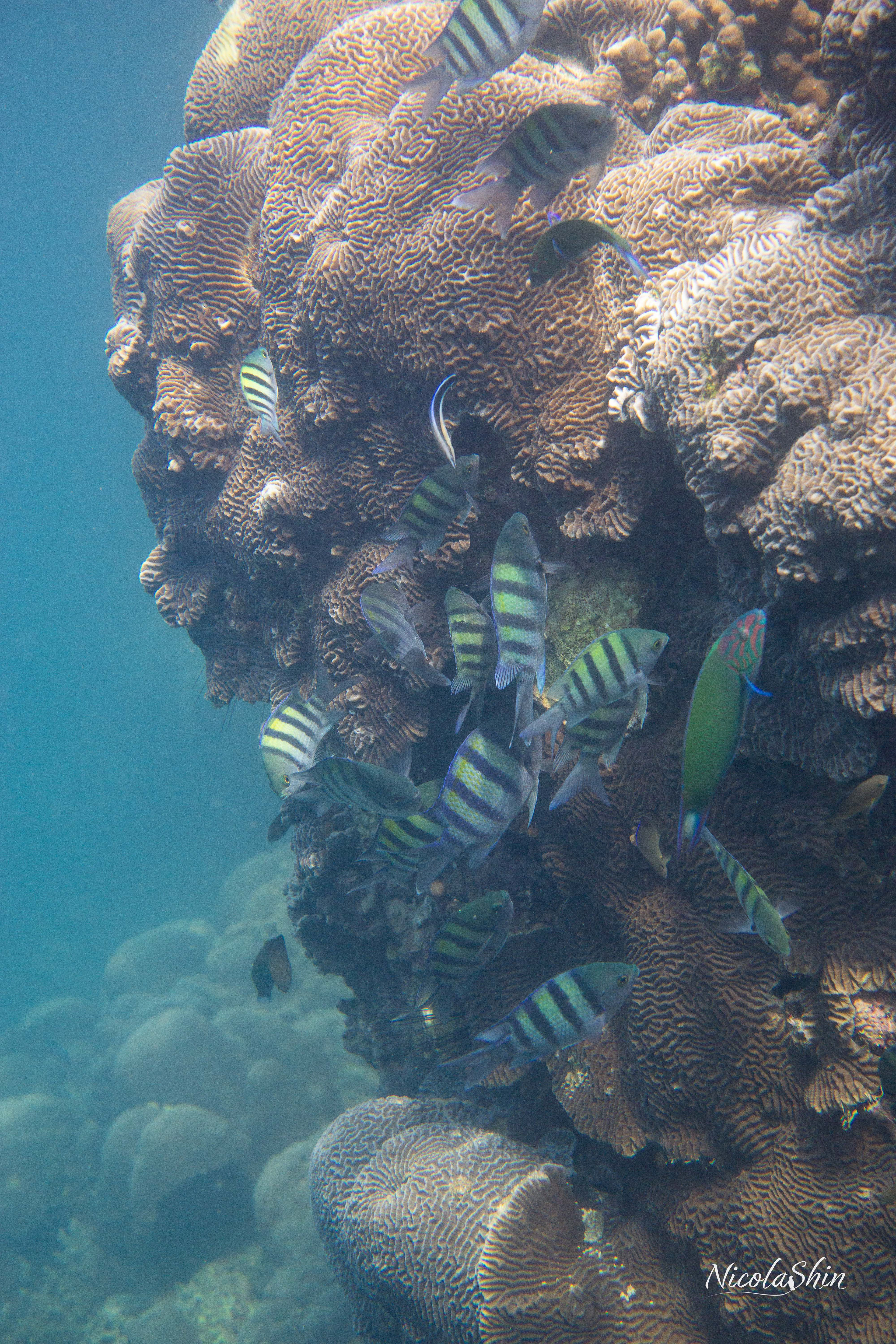 Indo-pacific sergeant