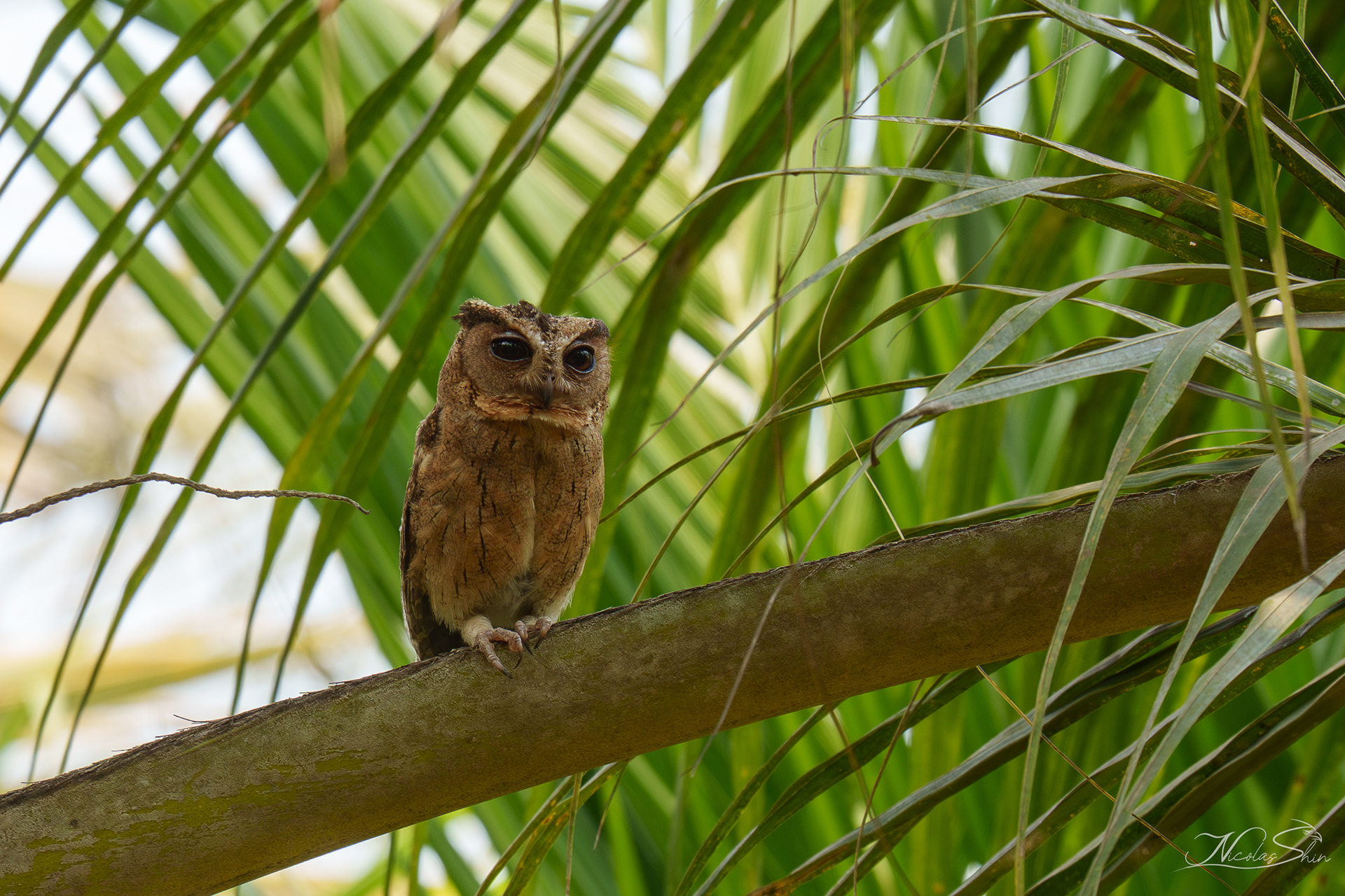 Indian Scops Owl